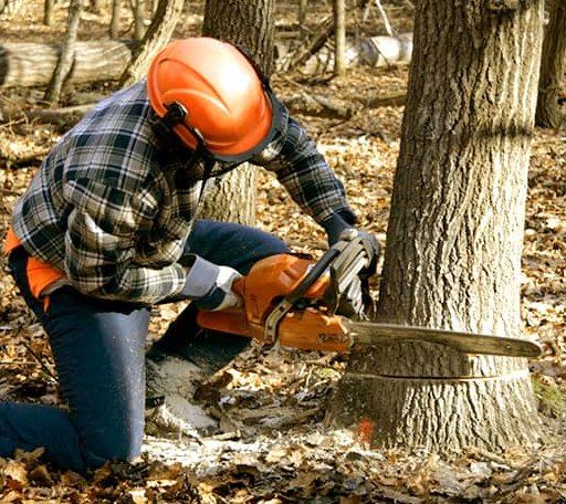 Tree Removal in Bath, SD